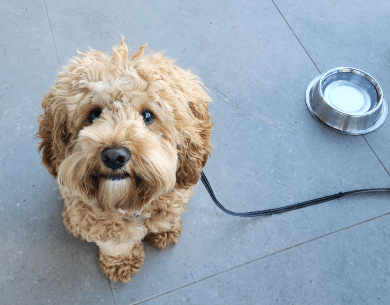 Photo of a Cavoodle dog at Shaw Wines on a Canberra winery tour in Murrumbateman