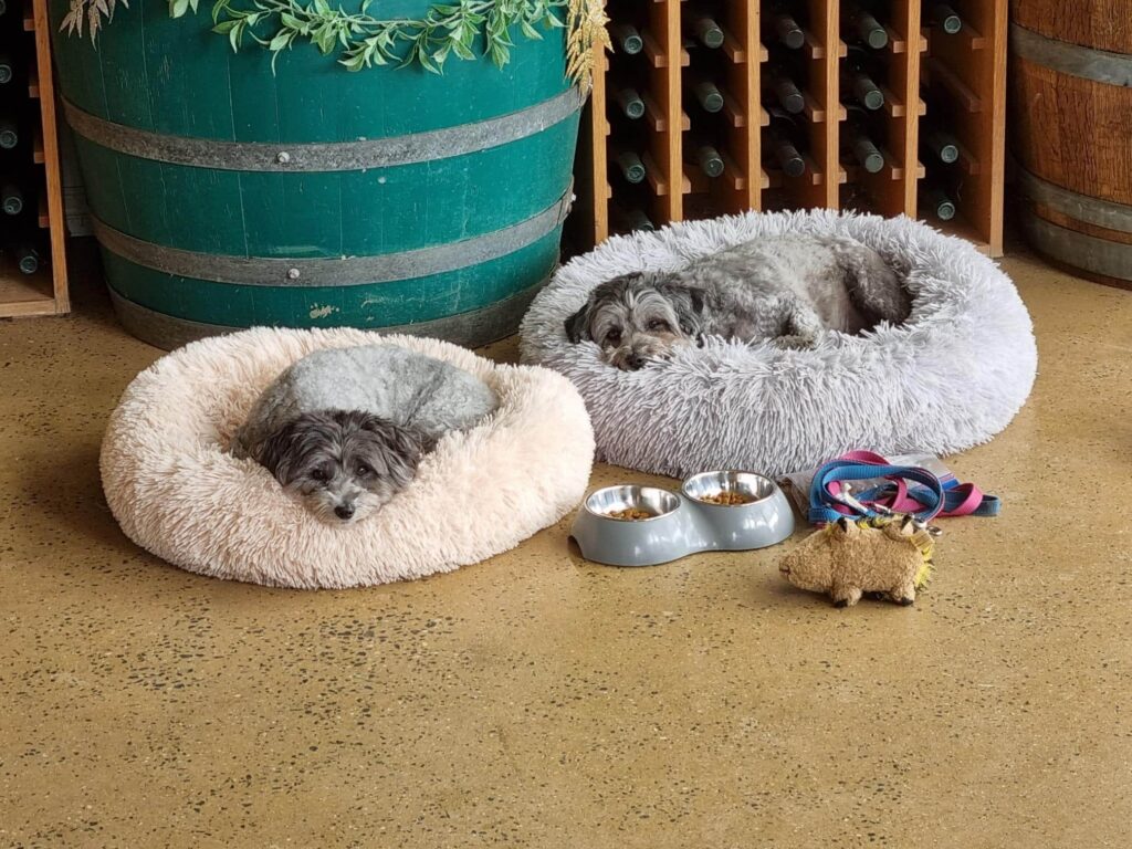 Dogs sleeping at Jeir Creek Cellar Door
