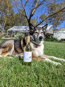 Murrumbateman winery dog-min