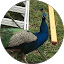 shaun C. Avatar